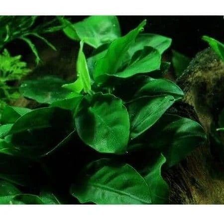Аnubiаs Nаnа