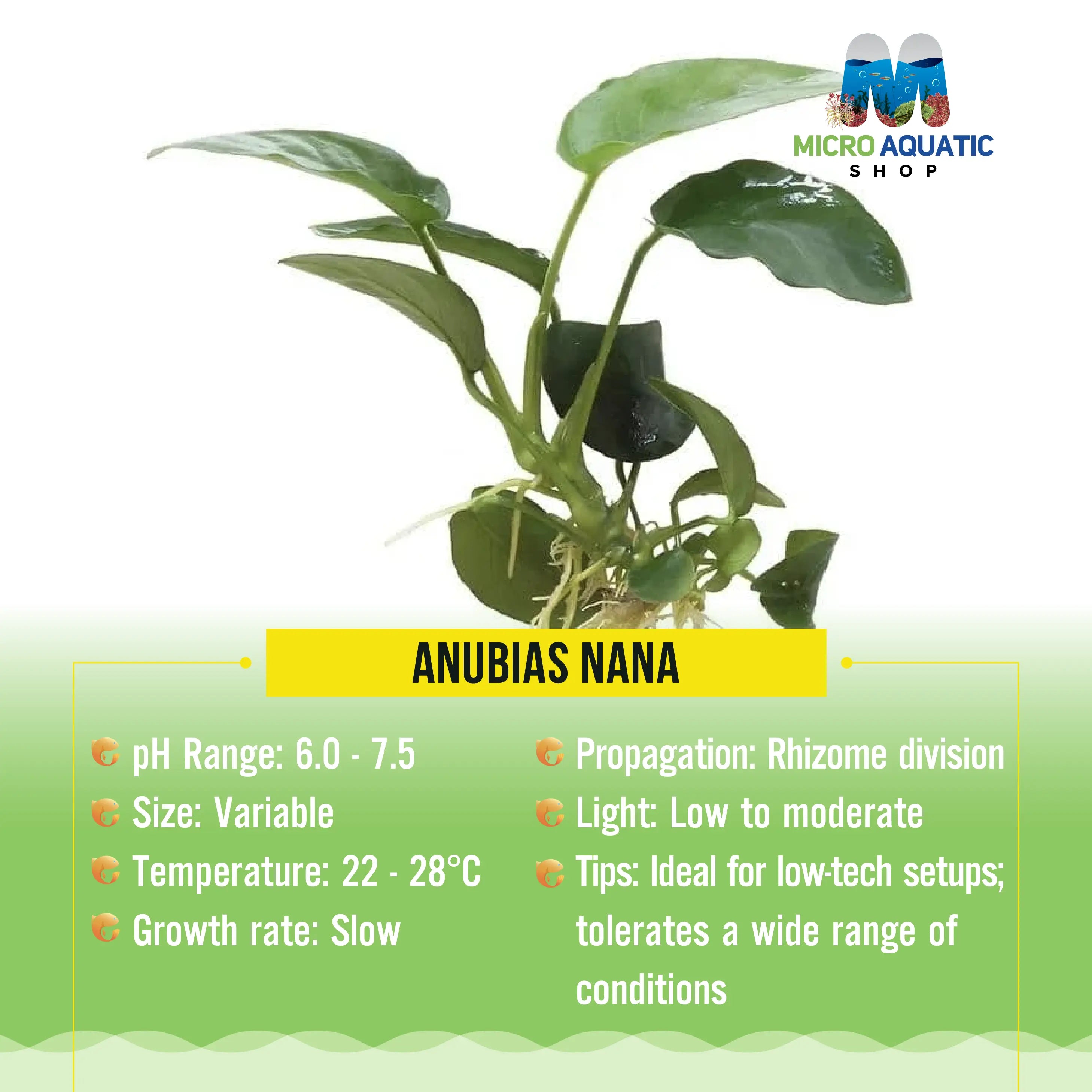 Аnubiаs Nаnа Micro Aquatic Shop