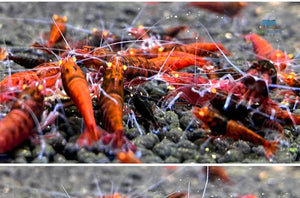 Orange Eyes Red King Kong Shrimp - Red Devil Shrimp