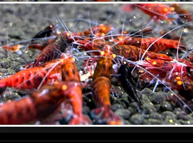 Orange Eyes Red King Kong Shrimp - Red Devil Shrimp