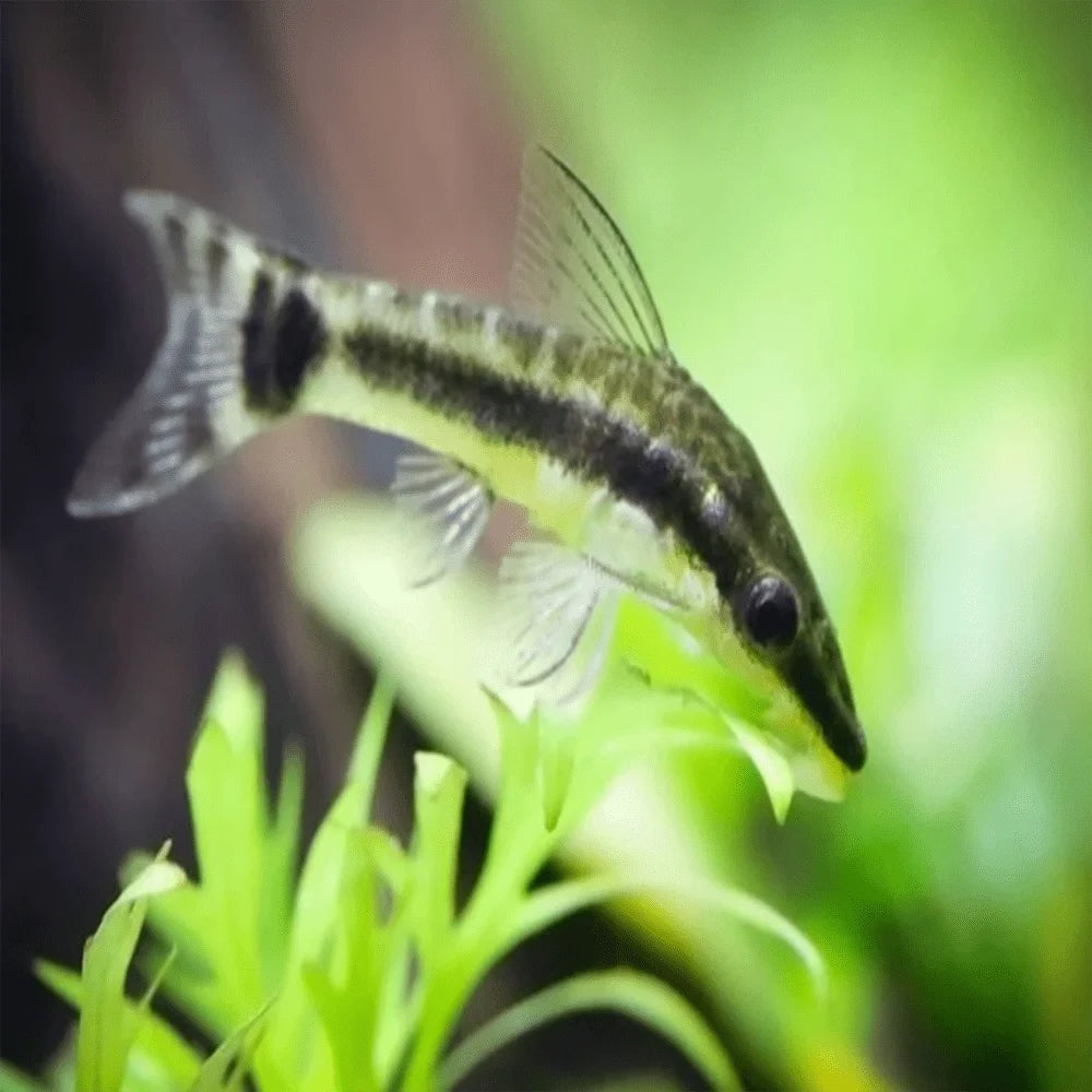 Otocinclus Catfish