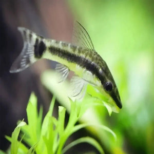 Otocinclus Catfish