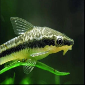 Otocinclus Catfish