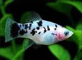 Panda Platy 4cm