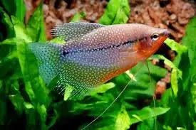 Pearl Gourami 4cm