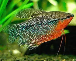 Pearl Gourami 4cm