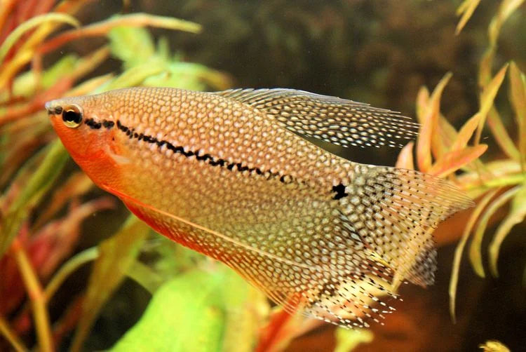 Pearl Gourami 4cm