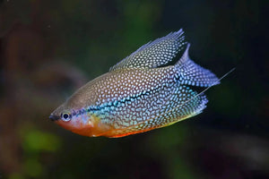 Pearl Gourami 4cm