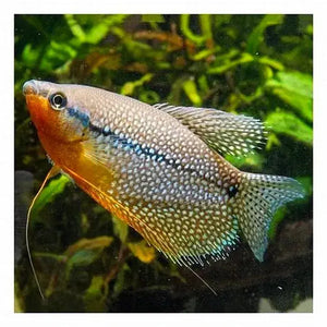 Pearl Gourami 4cm