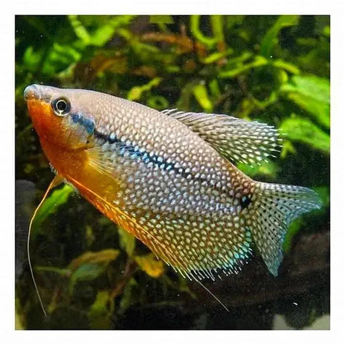 Pearl Gourami 4cm