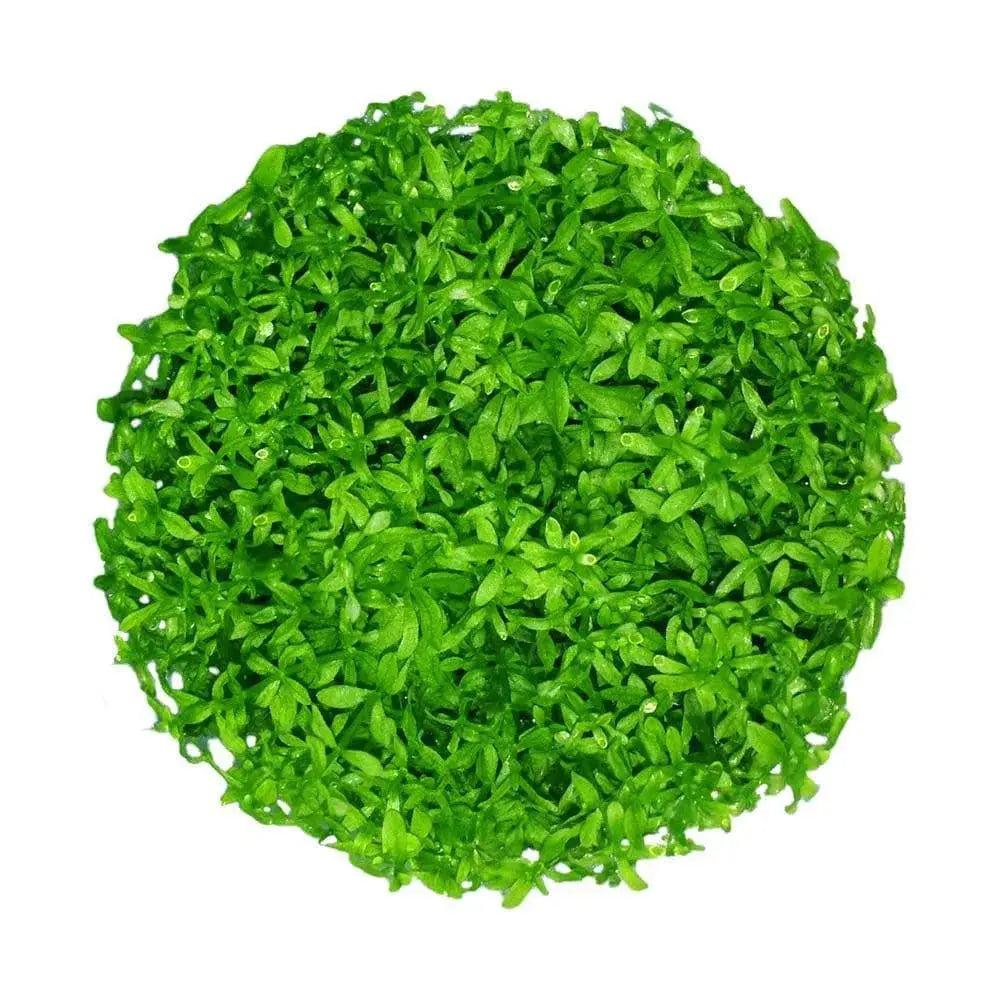 Pearl Grass- Pearlweed