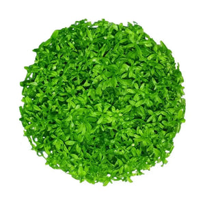 Pearl Grass- Pearlweed