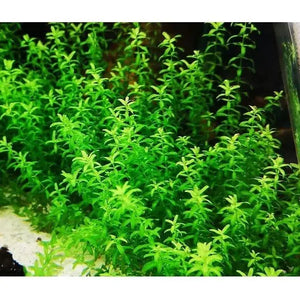 Pearl Grass- Pearlweed