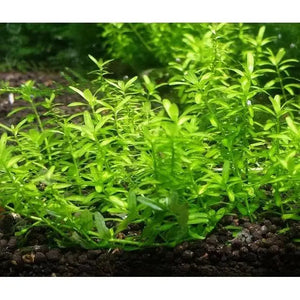 Pearl Grass- Pearlweed