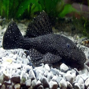 Peppermint Pleco - Juvie