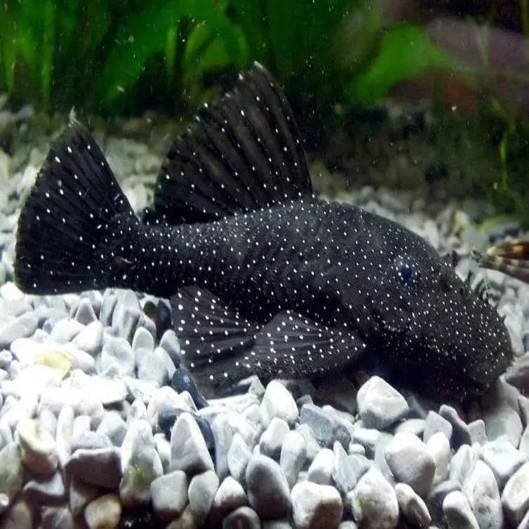 Peppermint Pleco - Juvie