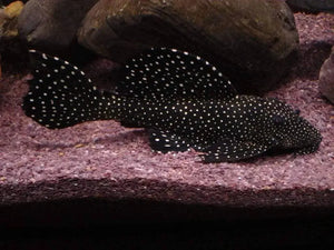 Peppermint Pleco - Juvie