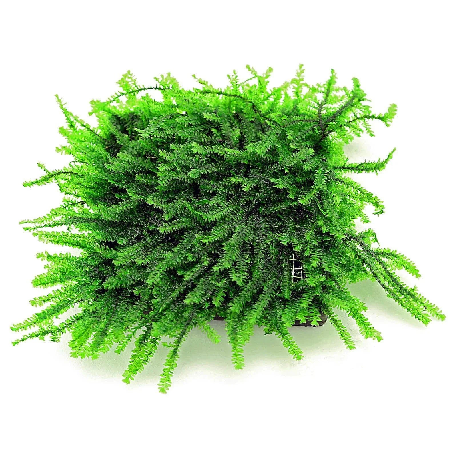 Pilotrichaceae sp. Pilo moss