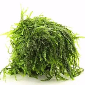 Pilotrichaceae sp. Pilo moss