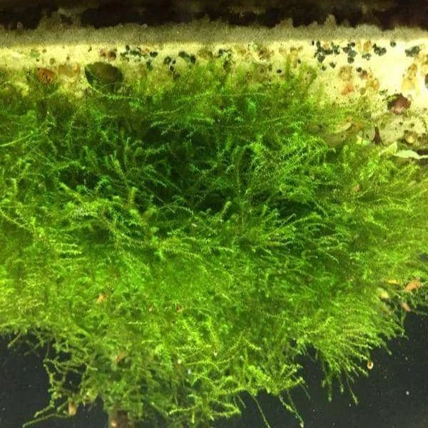 Pilotrichaceae sp. Pilo moss