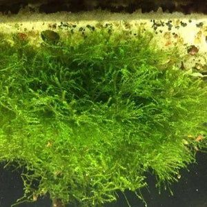 Pilotrichaceae sp. Pilo moss