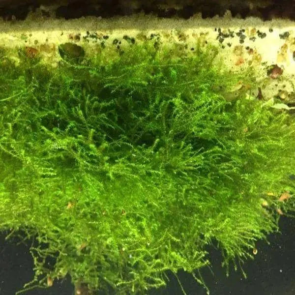 Pilotrichaceae sp. Pilo moss