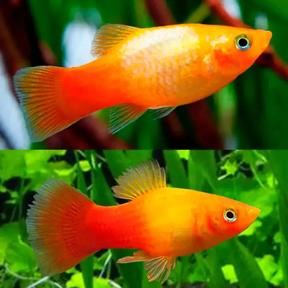 Platy Glowlight Sunset
