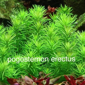 Роgоstemоn Ereсtus - Dalzell