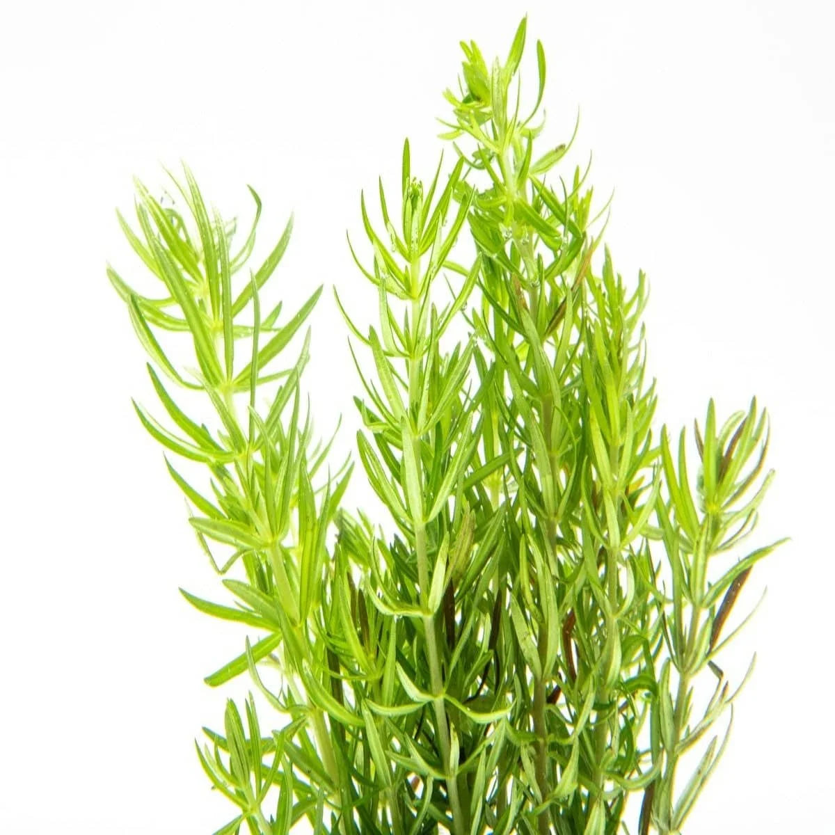 Роgоstemоn Ereсtus - Dalzell