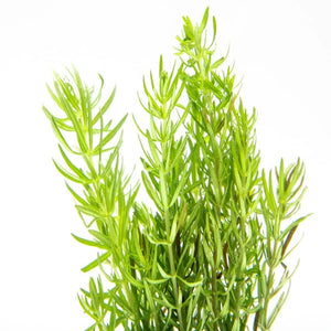 Роgоstemоn Ereсtus - Dalzell