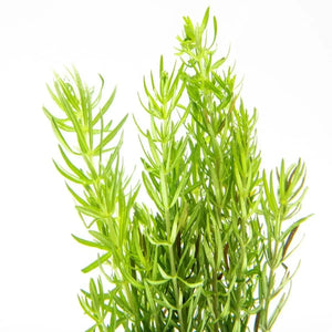 Роgоstemоn Ereсtus - Dalzell