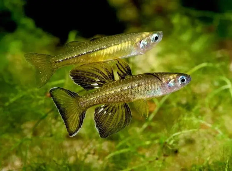 Delicate Neon Blue-eye Pseudomugil cyanodorsalis Rainbowfish 5cm - Pseudomugil tenellus