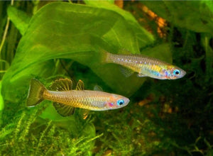 Delicate Neon Blue-eye Pseudomugil cyanodorsalis Rainbowfish 5cm - Pseudomugil tenellus