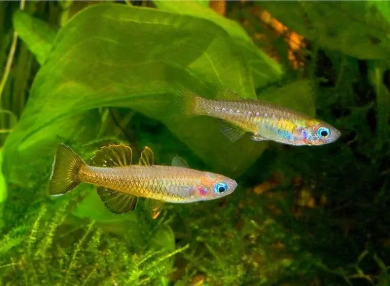 Delicate Neon Blue-eye Pseudomugil cyanodorsalis Rainbowfish 5cm - Pseudomugil tenellus