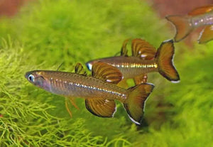 Delicate Neon Blue-eye Pseudomugil cyanodorsalis Rainbowfish 5cm - Pseudomugil tenellus