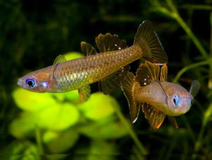 Delicate Neon Blue-eye Pseudomugil cyanodorsalis Rainbowfish 5cm - Pseudomugil tenellus