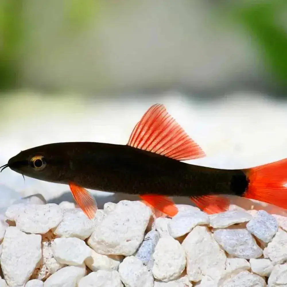 Rainbow Shark - Epalzeorhynchos frenatum