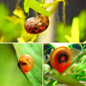 Ramshorn Snail Package 4 (1 Red, 1 Leopard, 1 Cherry Red)