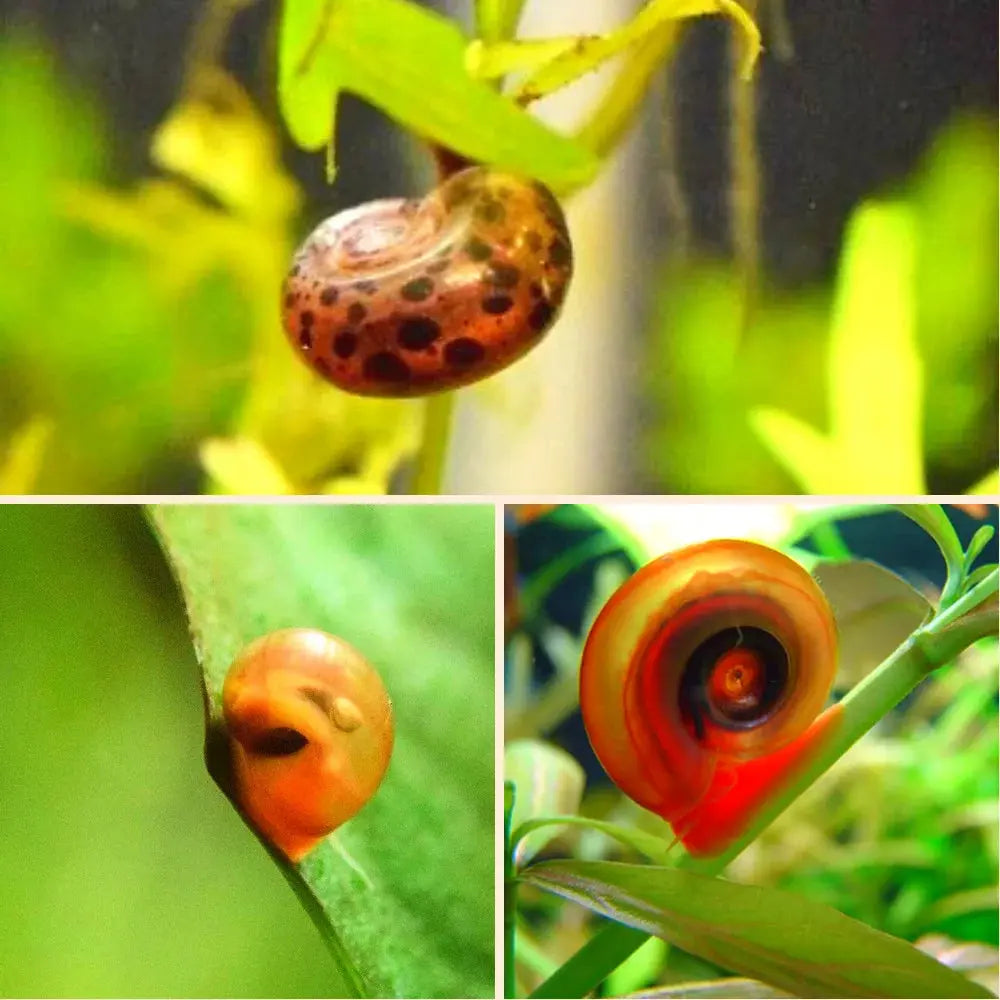 Ramshorn Snail Package 4 (1 Red, 1 Leopard, 1 Cherry Red)