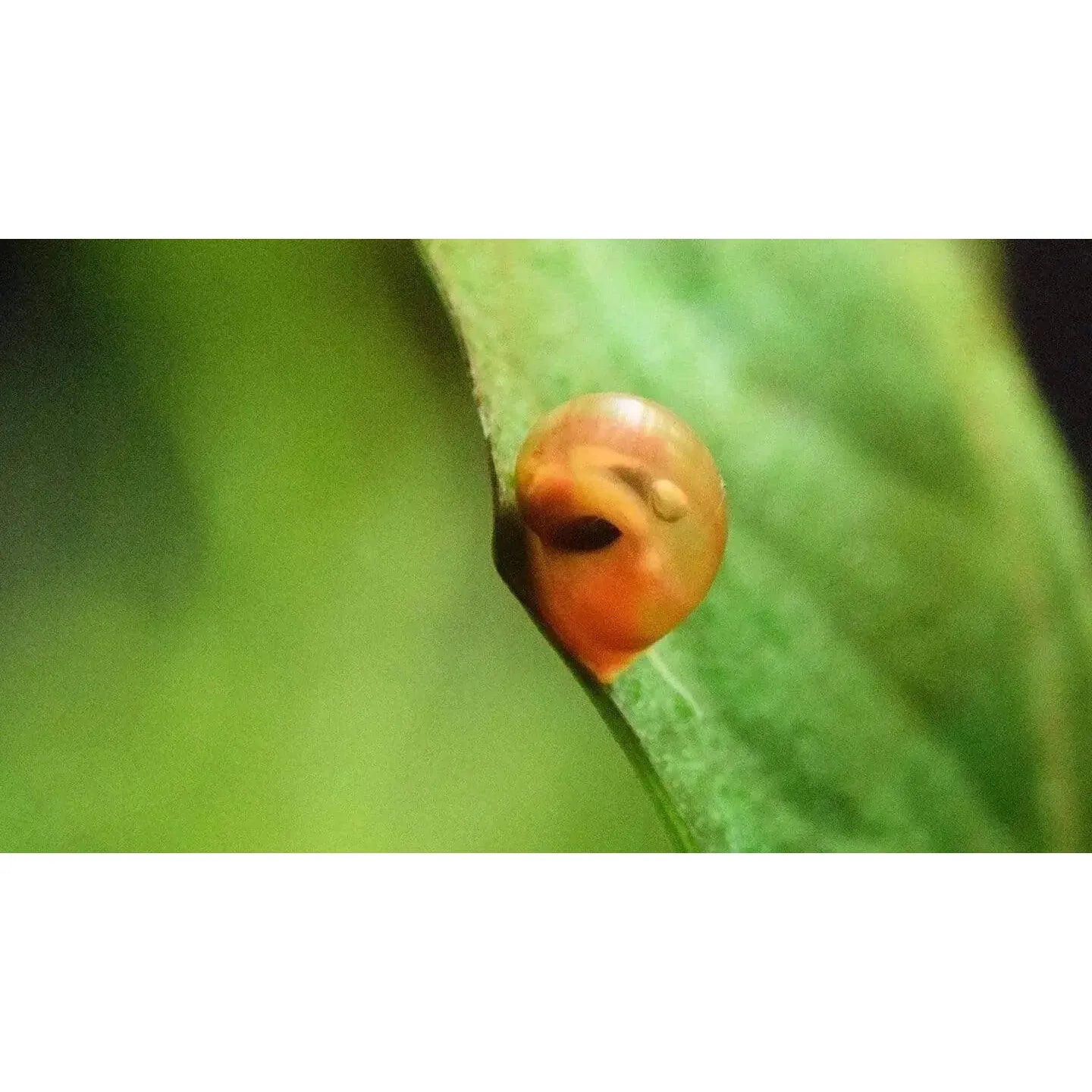 Ramshorn Snail Package 4 (1 Red, 1 Leopard, 1 Cherry Red)