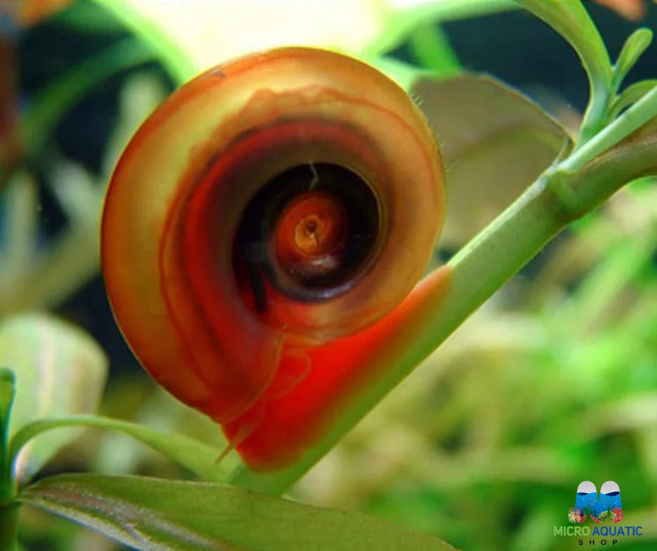Ramshorn Snail Package 4 (1 Red, 1 Leopard, 1 Cherry Red)