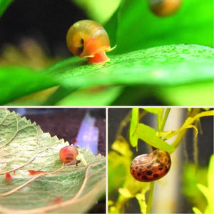 Ramshorn Snail Package 6 (2 Red, 2 Leopard, 2 Peach ramshorn)