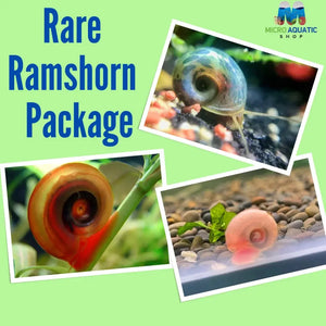 Rare Ramshorn Snail Package ( 1 Pink + 1 Cherry Red + 1 Blue )