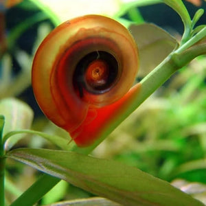 Rare Ramshorn Snail Package ( 1 Pink + 1 Cherry Red + 1 Blue )