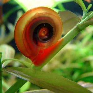 Rare Ramshorn Snail Package ( 1 Pink + 1 Cherry Red + 1 Blue )