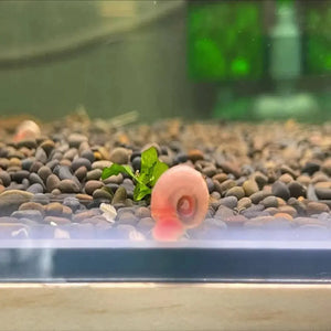 Rare Ramshorn Snail Package ( 1 Pink + 1 Cherry Red + 1 Blue )