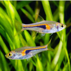 Rasbora Hengeli - Trigonostigma Hengeli