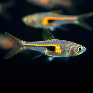 Rasbora Hengeli - Trigonostigma Hengeli