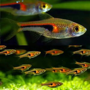 Rasbora Hengeli - Trigonostigma Hengeli