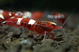 Red King Kong Shrimp